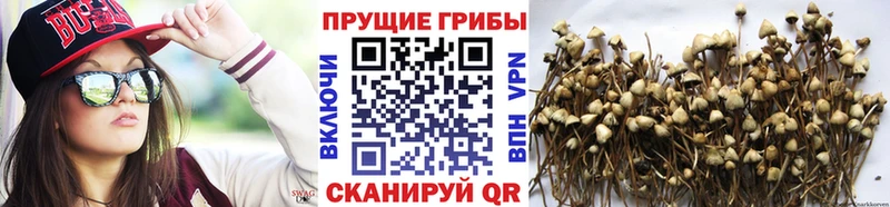 где найти Лабинск blacksprut как зайти Псилоцибиновые грибы ЛСД